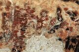 Polished Petrified Wood (Araucarioxylon) - Arizona #352516-1